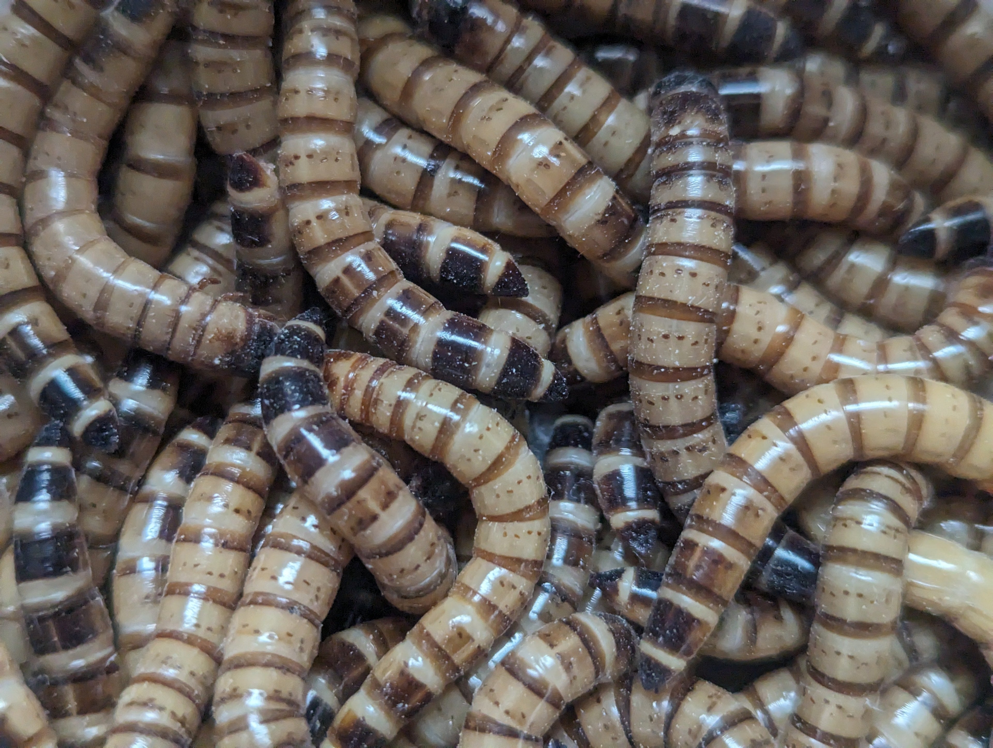 Live Organic Superworms